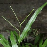 Axonopus compressus (Sw.) P.Beauv.